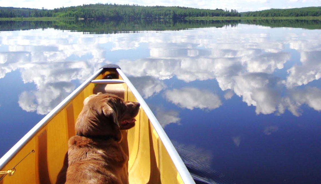 Bring Your Dog to BWCAW